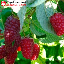 Основное изображение товара