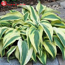 Основное изображение товара