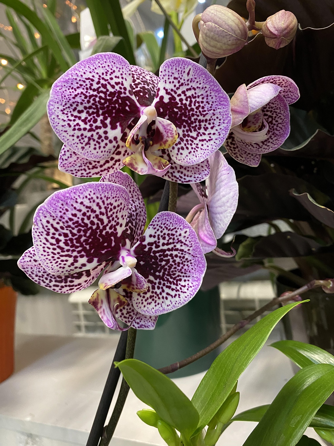 Новое поступление комнатных растений