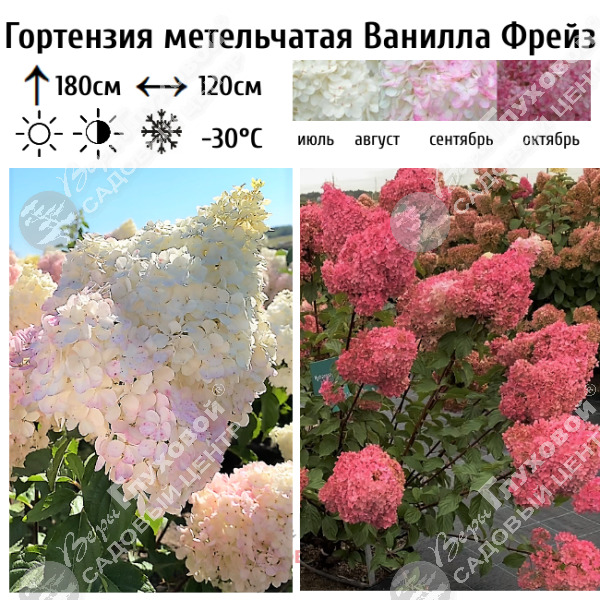 Гортензия метельчатая "Ванилла Фрейз" на фото