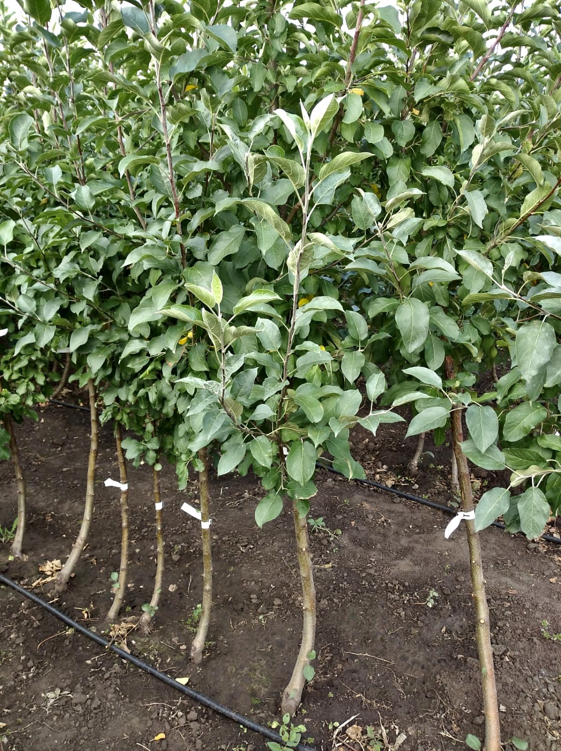 АКЦИЯ: Трёхлетние саженцы яблони от 250₽