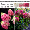 Гортензия метельчатая (Hydrangea paniculata) Колорфул Коктейль  С3 СП/25