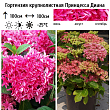 Гортензия крупнолистная 