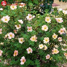 Основное изображение товара