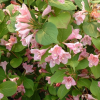Вейгела цветущая "Пикобелла Роза"  на фото