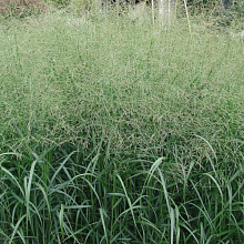 Основное изображение товара