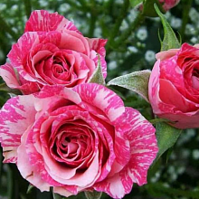 Основное изображение товара