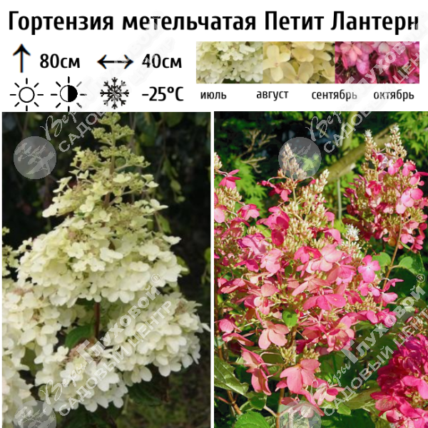 Гортензия метельчатая "Петит Лантерн" на фото