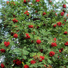 Рябина Титан (скороплодный сорт)