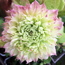 Основное изображение товара