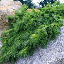 Основное изображение товара