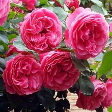 Основное изображение товара