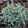 Можжевельник чешуйчатый (Juniperus sguamata) Тропикал Блю 25-30 С5 НБл/26