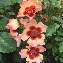 Основное изображение товара