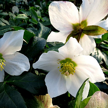 Основное изображение товара