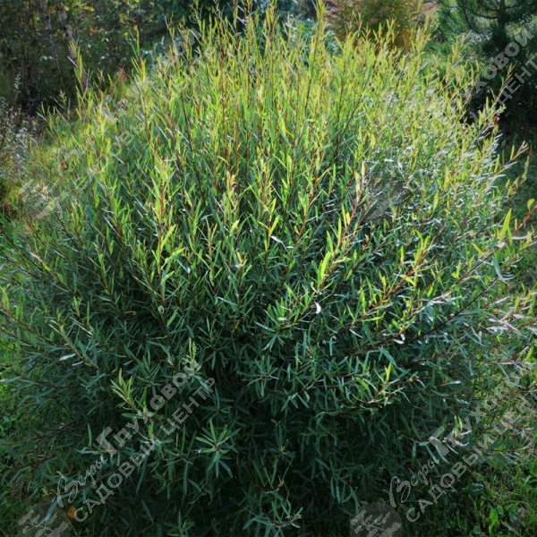 Ива пурпурная "Нана" на фото