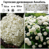 Гортензия древовидная (Hydrangea arborescens) Аннабель  С5 СП/25