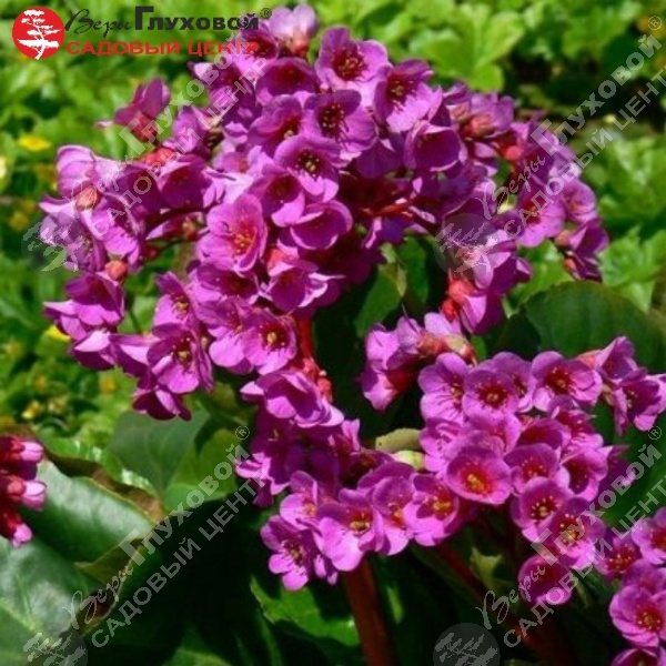 Бадан сердцелистный "Ротблюм" на фото