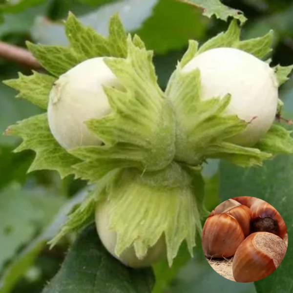 Основное изображение товара