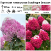 Гортензия метельчатая (Hydrangea paniculata) Строберри Блоссом Р9 СП/26