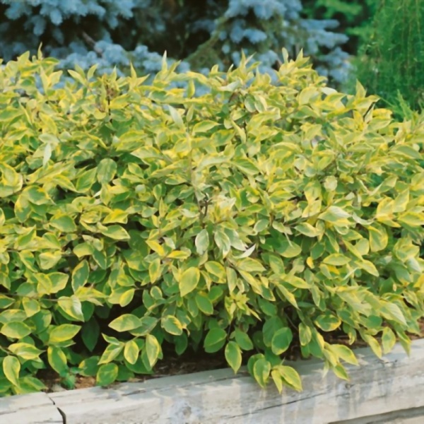 Основное изображение товара