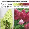 Гортензия метельчатая (Hydrangea paniculata) Петит Флори  С2 СП/26