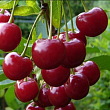 Вишня 