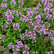 Тимьян ползучий 