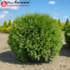 Туя западная "Глобоза" на фото