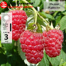 Малина Журавлик (среднего срока созревания)