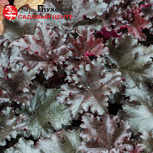 Основное изображение товара