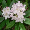 Рододендрон (Rhododendron) крупноцветковый 'Saint Michel' 30-40 С5 ПЧ/26