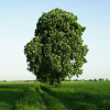 Каштан конский обыкновенный (Aesculus hippocastanum)  80-100 С7,5 БАл/26