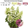 Гортензия метельчатая (Hydrangea paniculata) Пандриа С2 СП/26