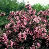Вейгела цветущая (Weigela florida) Фоллис Пурпурея С3 СП/24