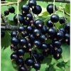 Смородина черная Титания (ранний сорт) С3
