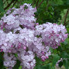 Сирень обыкновенная (Syringa vulgaris) Гортензия С3 СП/24