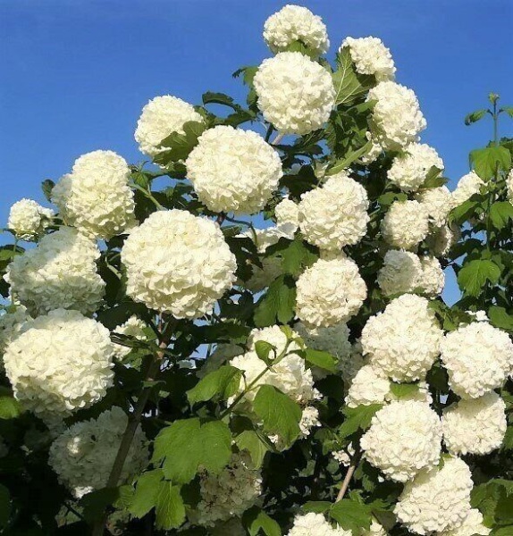 Калина обыкновенная "Розеум" - Viburnum opulus "Roseum"