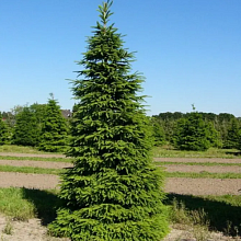 Ель обыкновенная - Picea abies