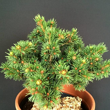 Ель обыкновенная Ломбартси - Picea abies Lombartsii