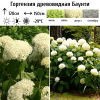 Гортензия древовидная (Hydrangea arborescens) Баунти  С3 СП/26
