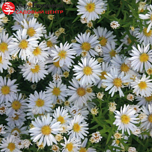 Основное изображение товара