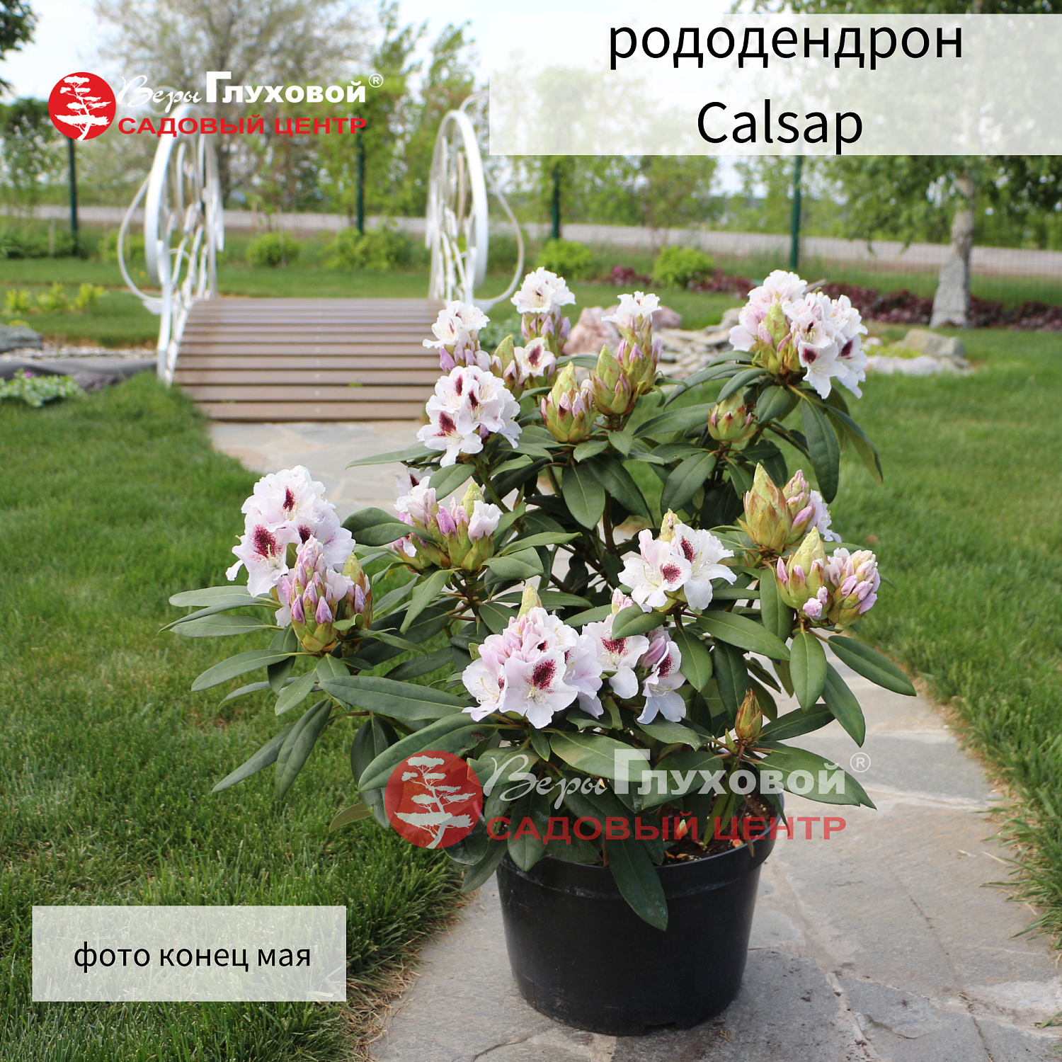 Рододендроны в продаже. Торопитесь! Количество ограничено