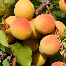 Основное изображение товара