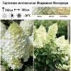 Гортензия метельчатая (Hydrangea paniculata) Меджикал Матерхорн Р9 СП/25