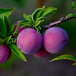 Слива 