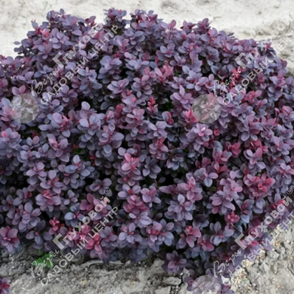 Барбарис тунберга "Конкорд" на фото