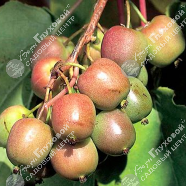 Актинидия аргута "Женева" на фото