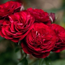 Основное изображение товара