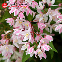 Основное изображение товара